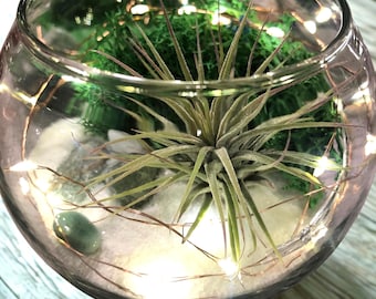 May include: A clear glass bowl terrarium containing a spiky air plant, green moss, white sand, and smooth green stones. A thin copper wire with small, glowing warm white LED fairy lights is coiled inside the glass container, illuminating the contents.