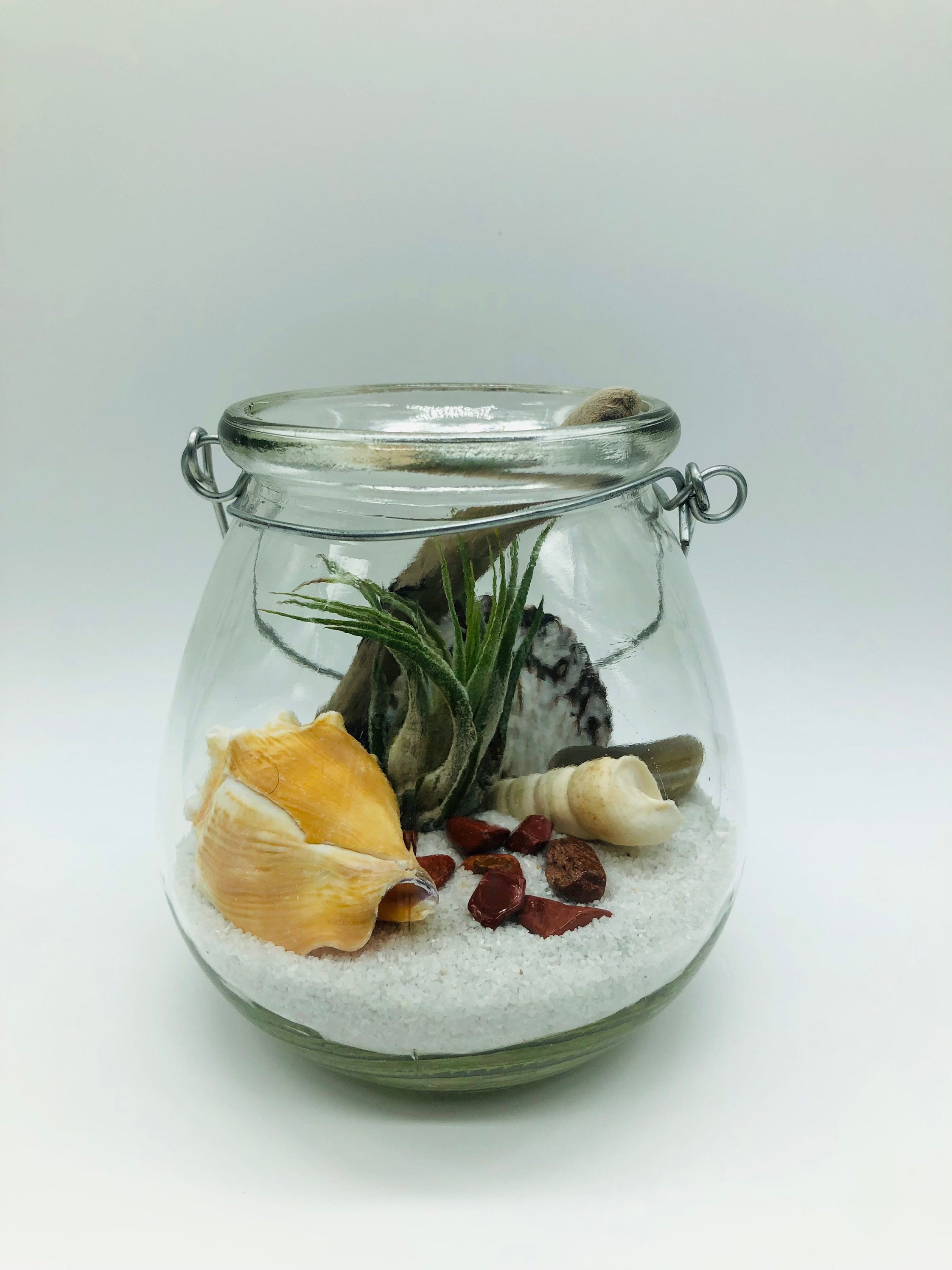 Beach Glass Air Plant Terrarium Kit – DIY Indoor Garden with Driftwood product image