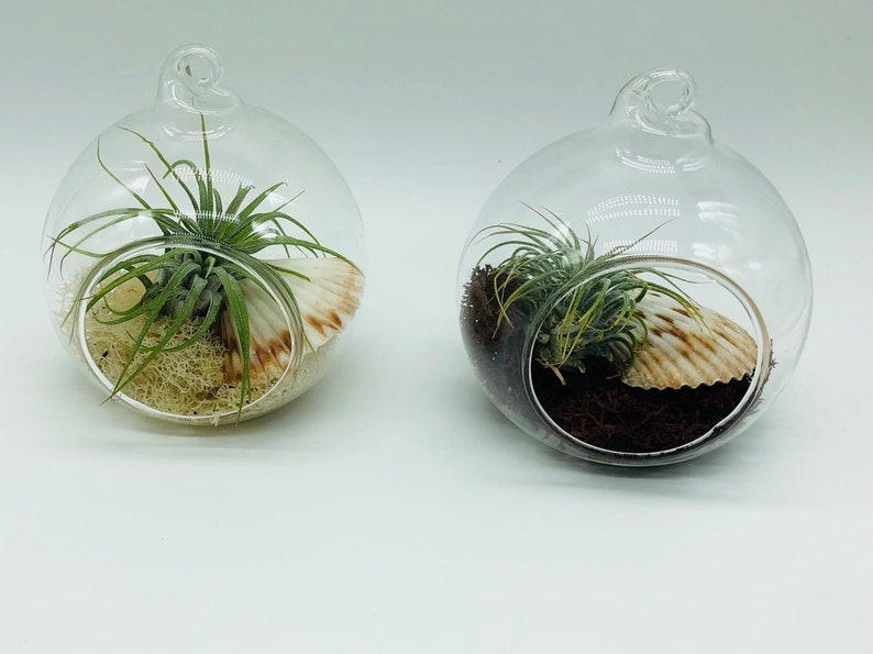 Glass Globe Terrarium Etsy