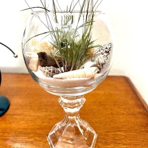 Globe Air Plant Terrarium Kit: Handmade Vase, Seashells, Sand