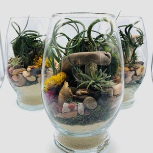Nature's  Air Plant Terrarium Kit - Glass Mario Vase, Reindeer Moss, Seashells, Sand - Indoor Garden Decor - Unique Gift Idea