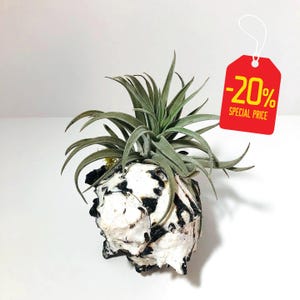 Beachy Bliss Seashell Air Plant Holder - Coastal Home Decor and Nautical Gift with Unique Live Air Plant and Moss Included