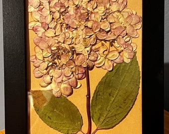 Pressed Flower Art; Pressed Flowers; Framed Art; Real Flowers; Hydrangea; Wall Art; Holiday Gift; Gift for Her; Mother's Day