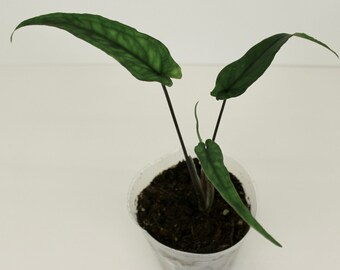 Syngonium 'Lance Leaf'