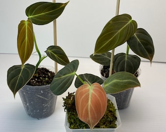 May include: Three small potted plants with dark green leaves and reddish-brown new growth. The plants are in clear plastic pots, with one plant in a square pot with moss. Wooden stakes support the plants. The background is white.