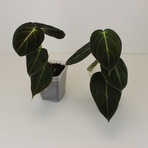 Philodendron melanochrysum