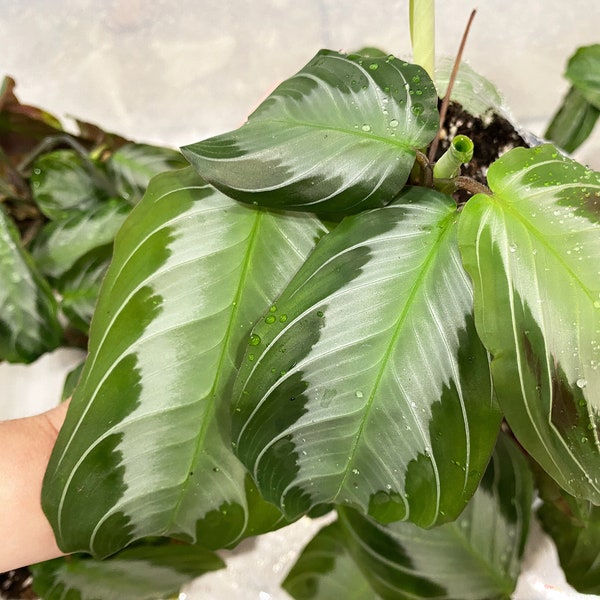 Maranta Silver Band
