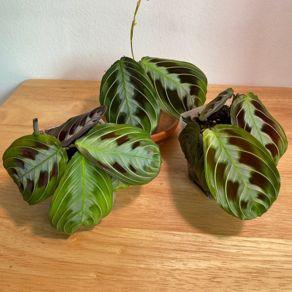 Maranta massangeana 'Black'