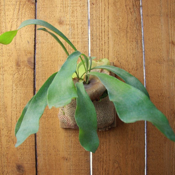 Mounted Staghorn Fern