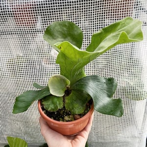 P.wllinckii Jenny #1(the Rarest Breed in the World) - Etsy