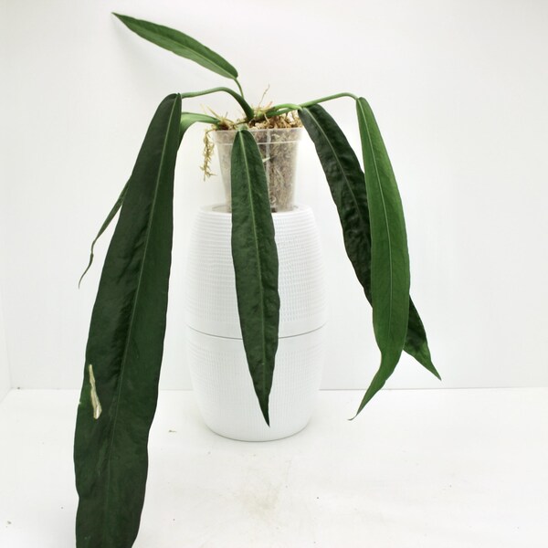 Anthurium pallidiflorum