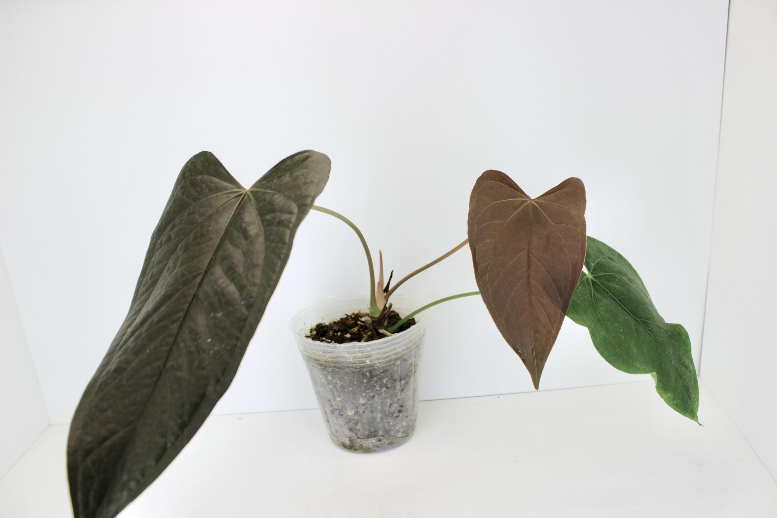 Anthurium 'Queen of Hearts'