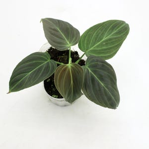Philodendron Verrucosum X Melanochrysum - Etsy