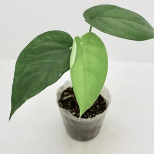 May include: A small potted plant featuring three distinct leaves. Two of the leaves are a deep, dark green color, while the central, emerging leaf is a significantly lighter, vibrant lime green shade. The plant is housed in a clear plastic cup.