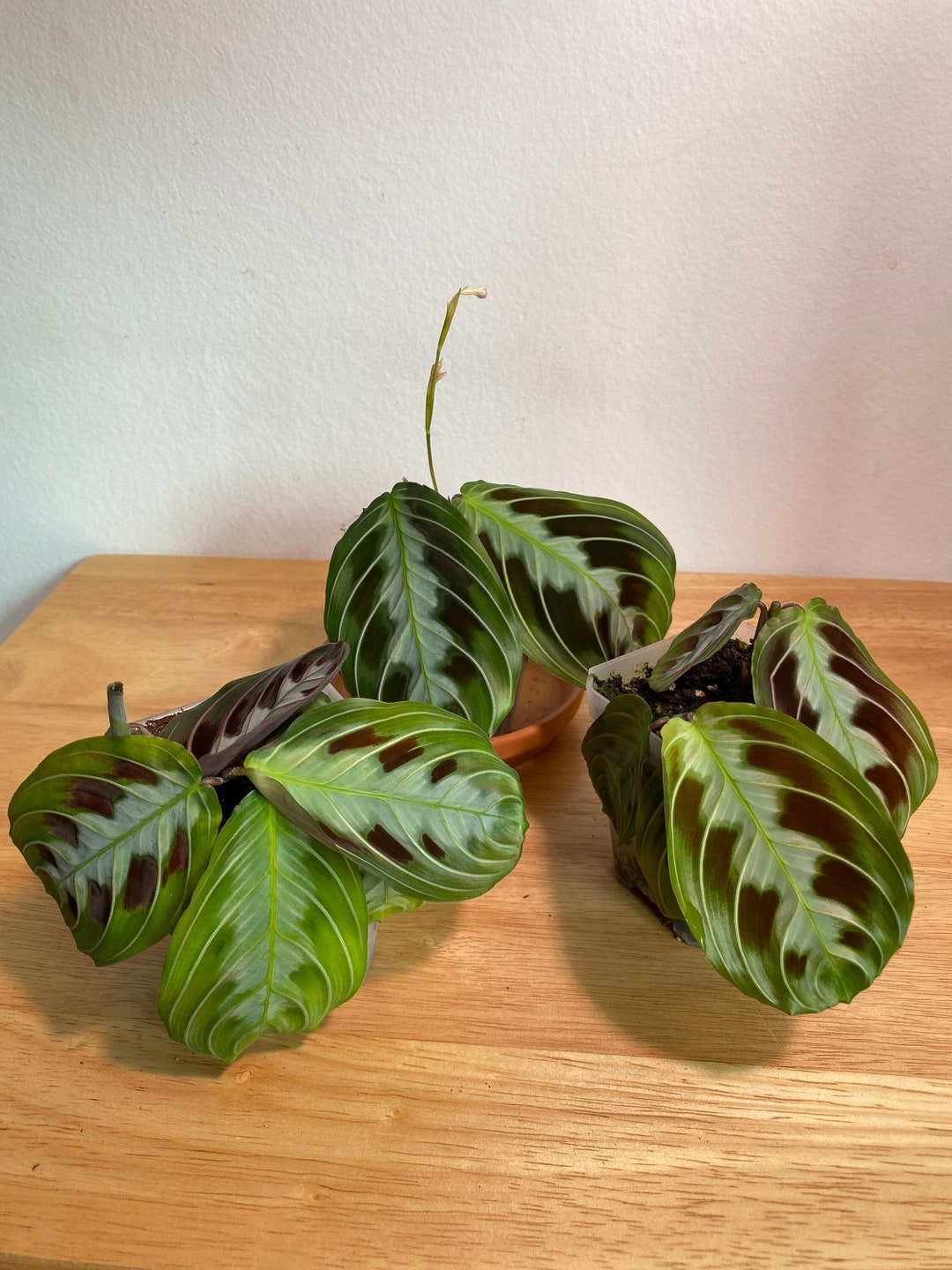 Maranta Massangeana 'black' - Etsy
