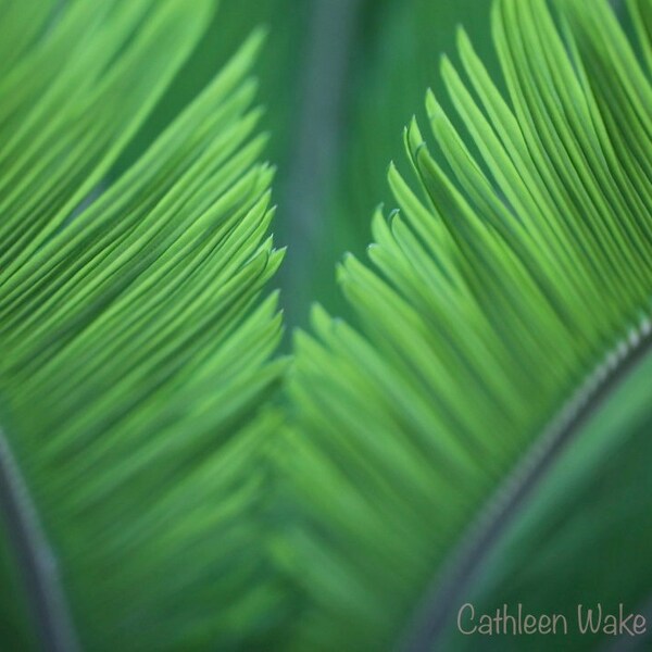 Green Palm Tree Leaves ~ 3 photos~ **Downloadable Digital PHOTO** ~ Abstract Nature Photo ~ Palm Fronds ~  Wall art ~ Home decor