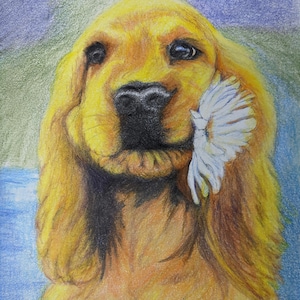 Golden Retriever Pencil Drawing Portrait Isolated Closeup of Dog Original Art Pencil Drawing