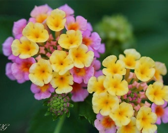 Lantana en flor, primer plano aislado, cámara Lantana, fotografía floral Capri rosa