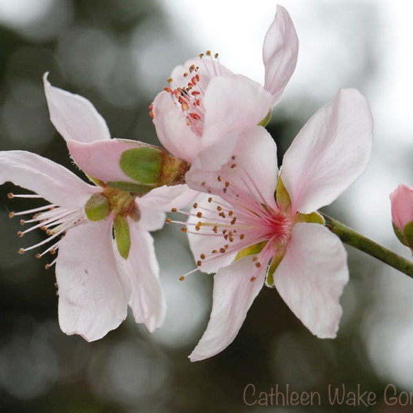 Texas Peach Tree Blossom ~ Early Spring ~ **Downloadable PHOTO** ~ Peach Bloom~  Wall art ~ Home decor ~Pink flower photo~