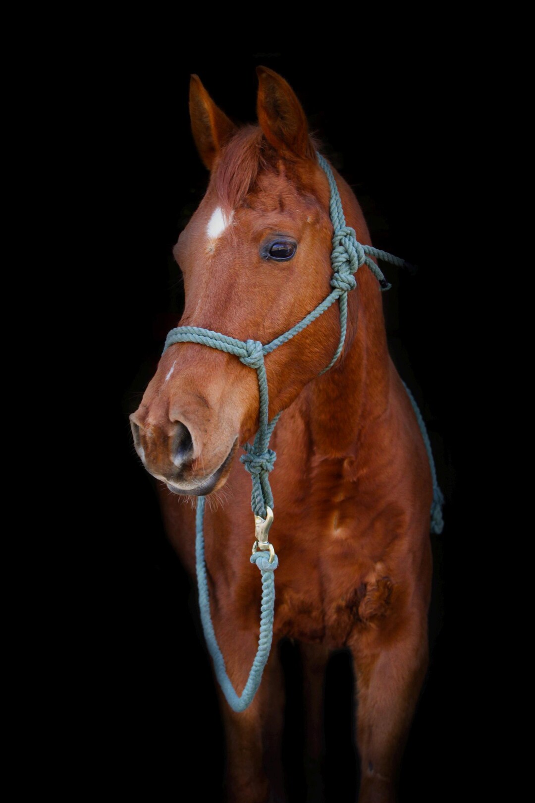 Custom Cotton Rope Halter - Etsy