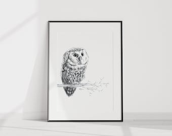 Baby Owl - Print