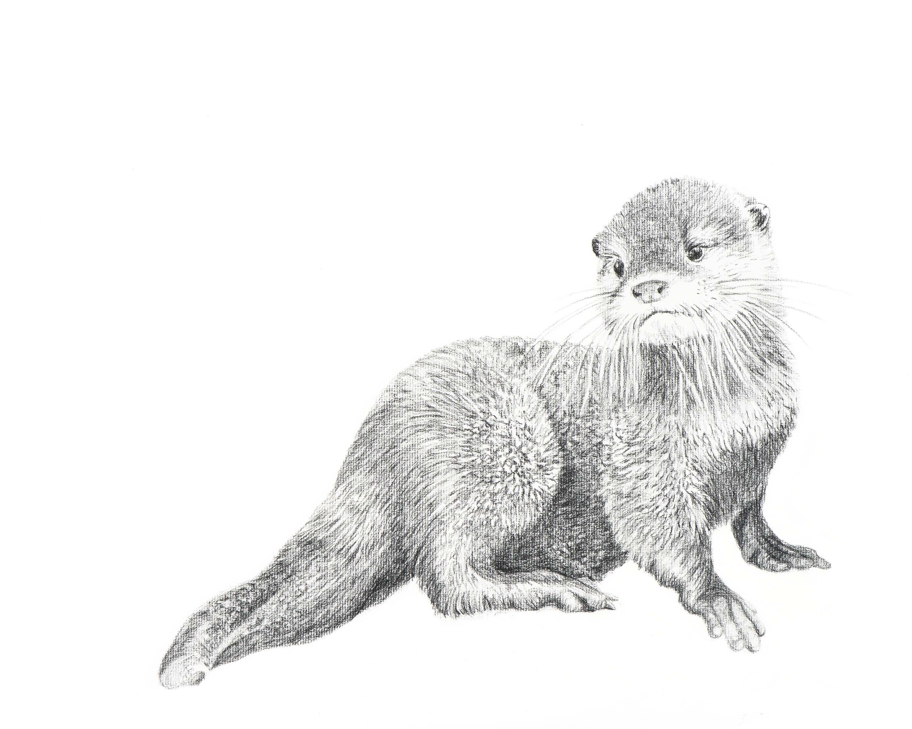 Baby Otter Etsy