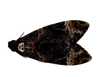 The Greater Death's Head Hawkmoth or Bee Robber (Acherontia lachesis) (F) Specimen Indonesia Dragonfly Insect, Art Supplies Craft
