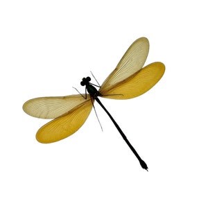 Caballito del diablo azul (Neurobasis kaupi) (F) Espécimen Insecto libélula de Indonesia, Suministros de arte