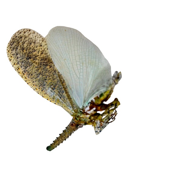 Long nose Lantern Fly (Zanna nobilis) Insect Collector Specimen, Oddities, Collectible, Entomology, Taxidermy, Bug