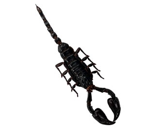 本物の剥製ゴールデンチャイニーズスコーピオン（Mesobuthus martensii