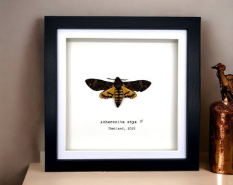 The Lesser Death's Head Hawkmoth Frame (Acherontia styx MALE) Shadow Box, Professionally Mounted Entomology Display Piece