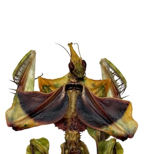 Djävulsblomsbönsyrsa (Idolomantis diabolica) Insektsprovsamlare Omonterad entomologi Insektuppstoppning