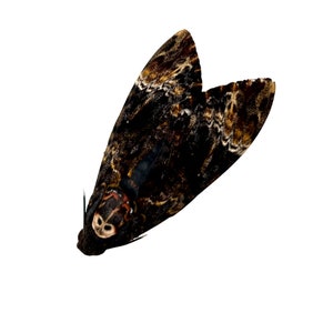 La cabeza de la muerte menor Hawkmoth o ladrón de abejas (Acherontia styx) (M) espécimen insecto libélula de Indonesia, suministros de arte artesanal
