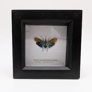 Lantern Bug (Saiva transversolineata) Framed Insect Specimen, A1 Collectible Entomology Display