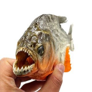 May include: A preserved Piranha fish with sharp teeth and an orange and grey body. The fish is mounted with its mouth open, showing its teeth.