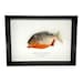 see more listings in the Framed Specimens section