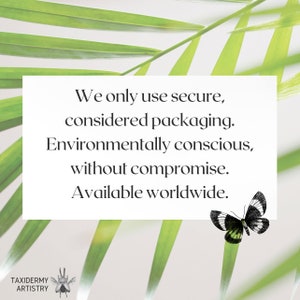 Butterfly Taxidermy Small Real Butterfly Specimens For Crafts - Natural Beautiful Taxidermy Embellishments Taxidermy Butterfly - Foto 3