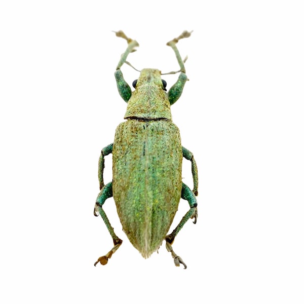 Gold-dust Weevil Beetle (Hypomeces squamosus) Insects Specimen, Oddities, Collectible, Entomology, Taxidermy, Bug, Art Supplies