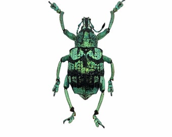 Teal Weevil Beetle (Eupholus chevrolati)