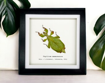 Rusty Green Leaf Insect Frame (Phyllium mamasaense) Shadow Box, Professionally Mounted Entomology Display Piece