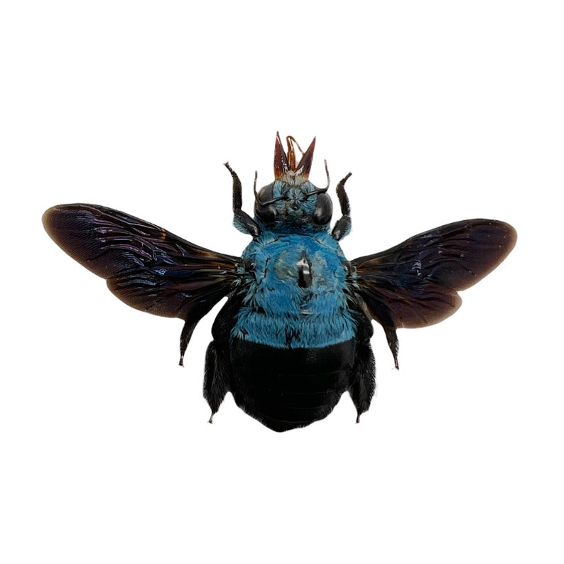 The Blue Carpenter Bee Xylocopa caerulea Insect Specimen Indonesia F, Entomology Supply, Curio, Collection, Wunderkammer image 3