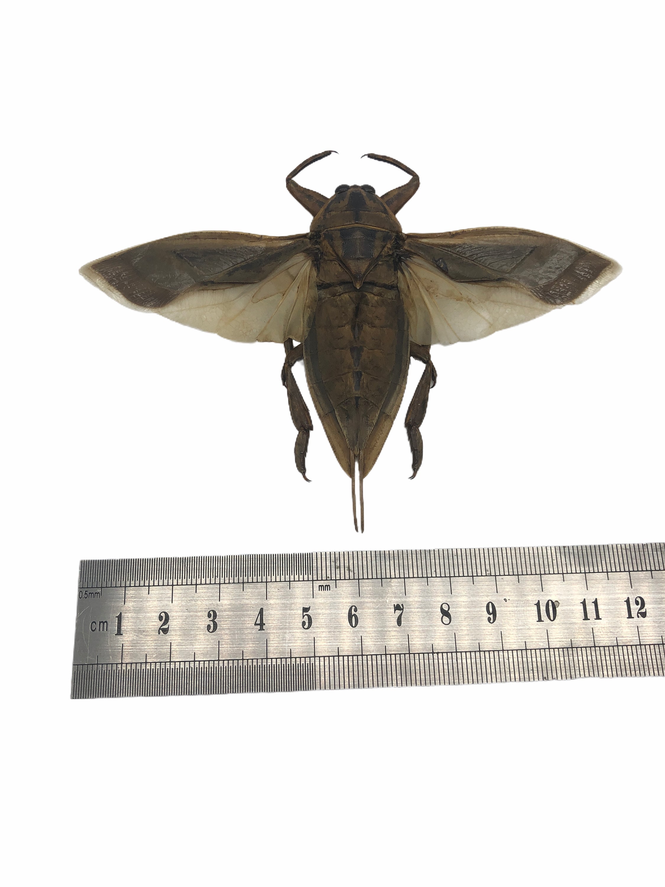 オオタガメ (Lethocerus indicus) (SPREAD) 昆虫標本、珍品、収集品