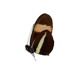 La mariposa cartero común (Heliconius melpomene) Lepidoptera, espécimen de entomología, insecto, suministros de arte artesanal, natural A1