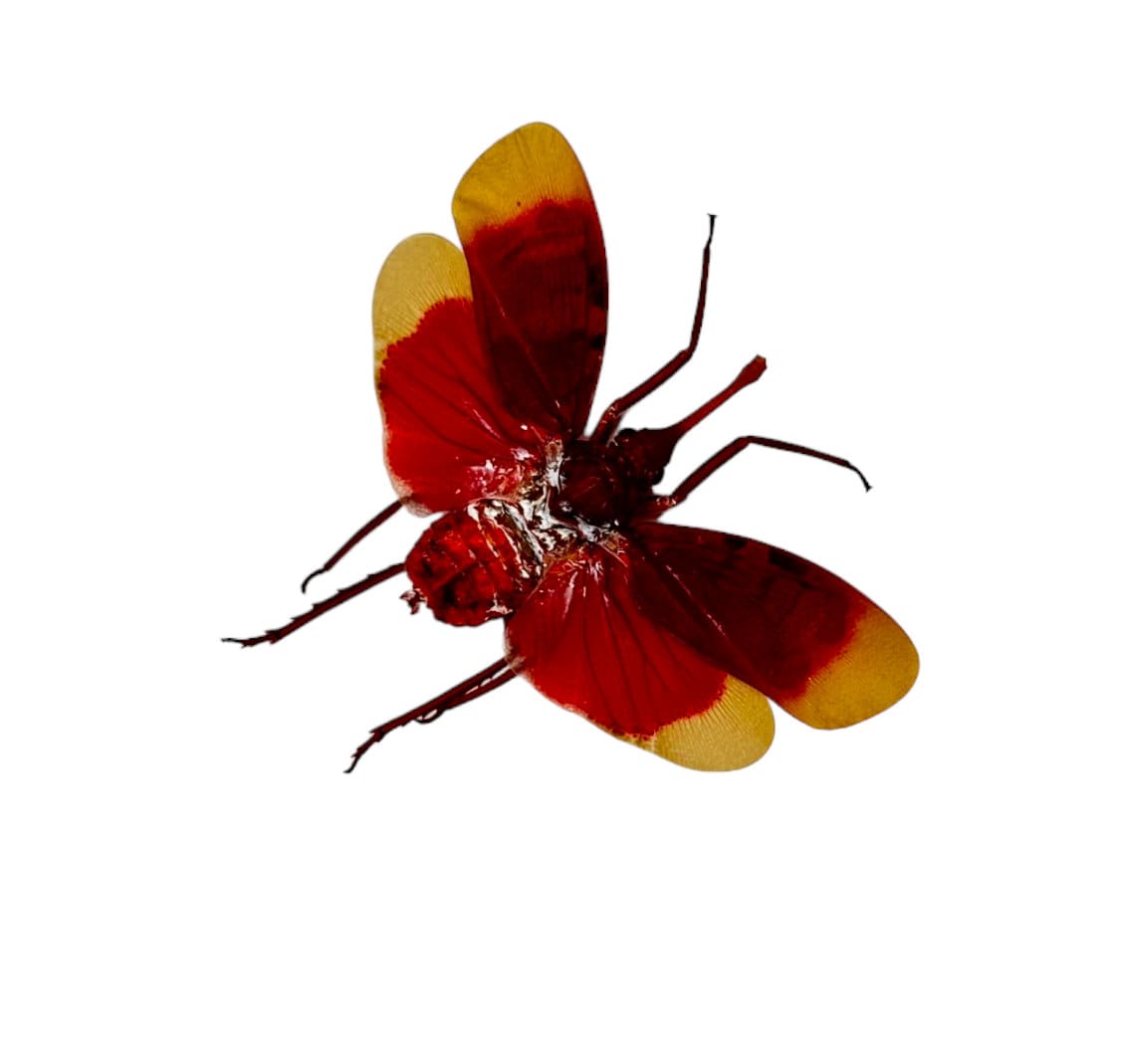 Lanterne mouche rouge et jaune museau Pyrops hamdjahi insecte insecte  spécimen bizarreries entomologie taxidermie à collectionner fournitures  d'art -  France