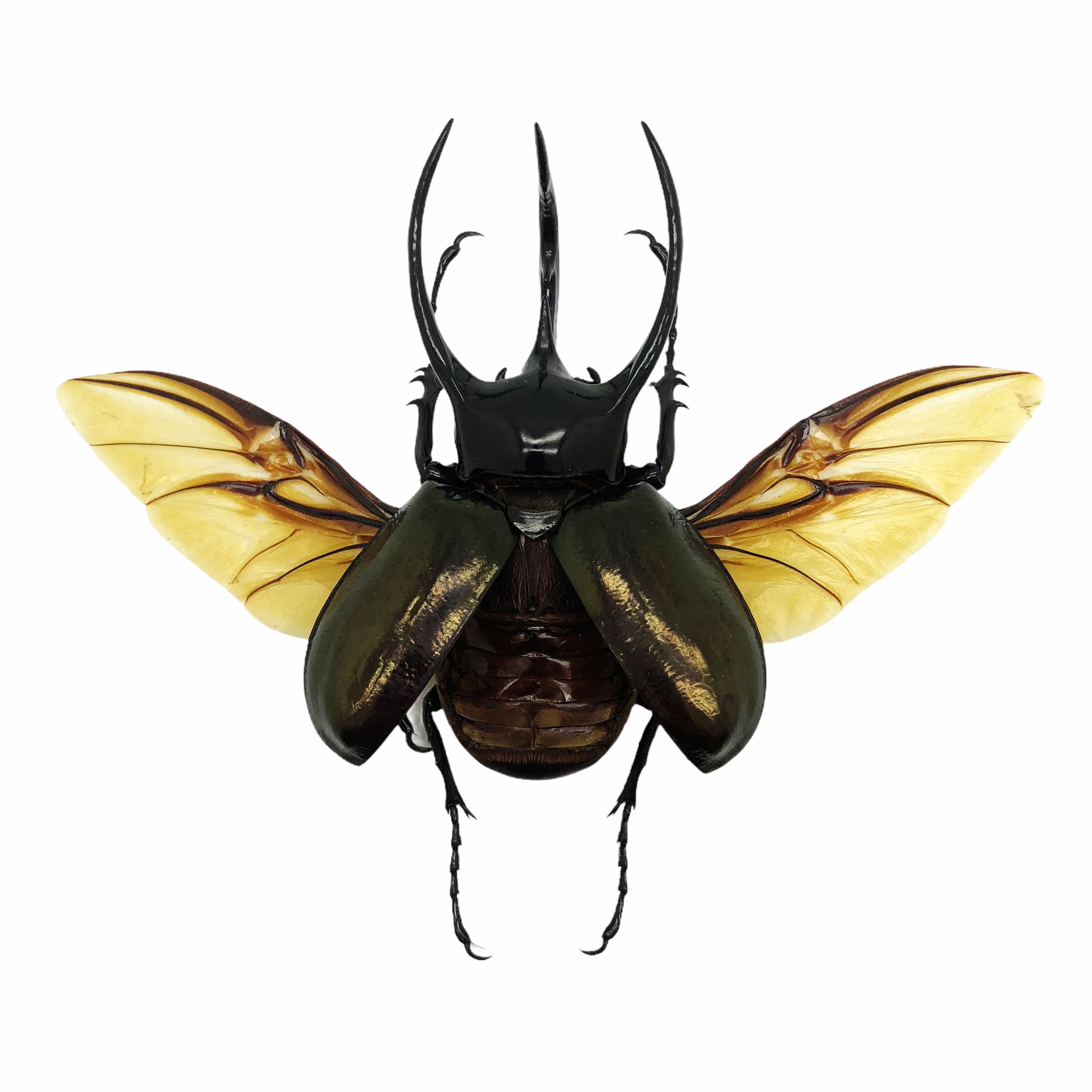 Huge Atlas Beetle (SPREAD) Chalcosoma Chiron Indonesian Insects