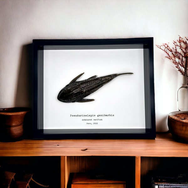 Pre-Historic Carachama Armored Catfish Frame (Pseudorinelepis genibarbis) Shadow Box, Professionally Mounted Taxidermy Display Piece