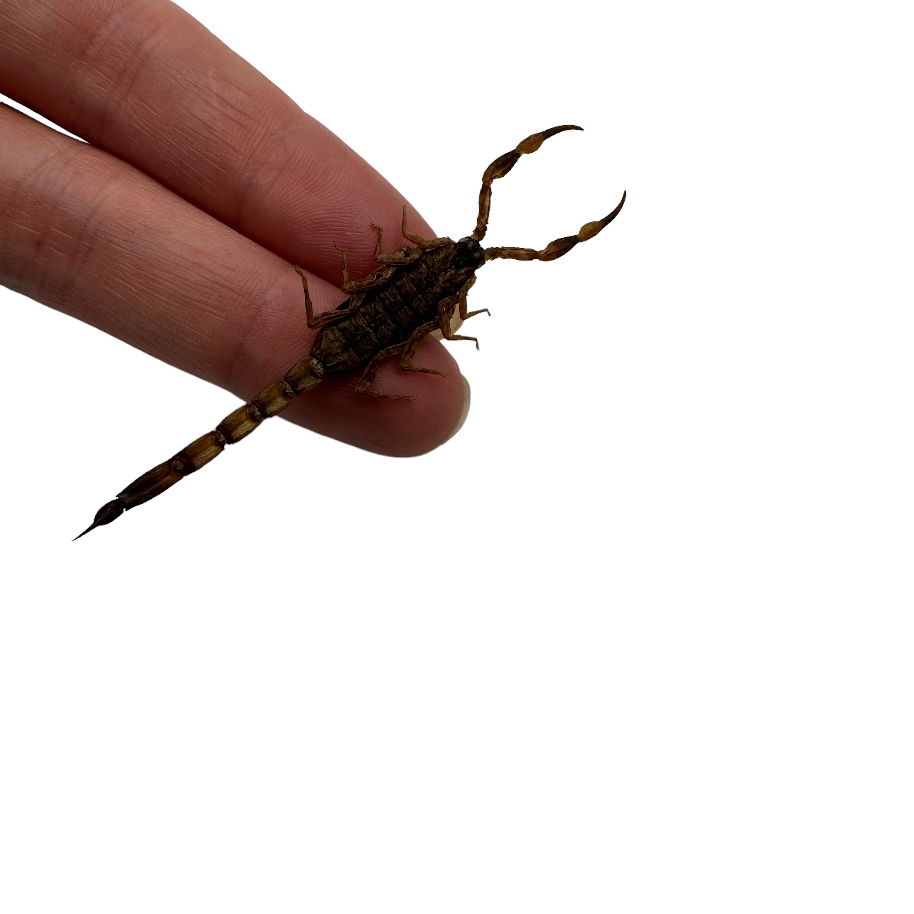 本物の剥製ゴールデンチャイニーズスコーピオン（Mesobuthus martensii