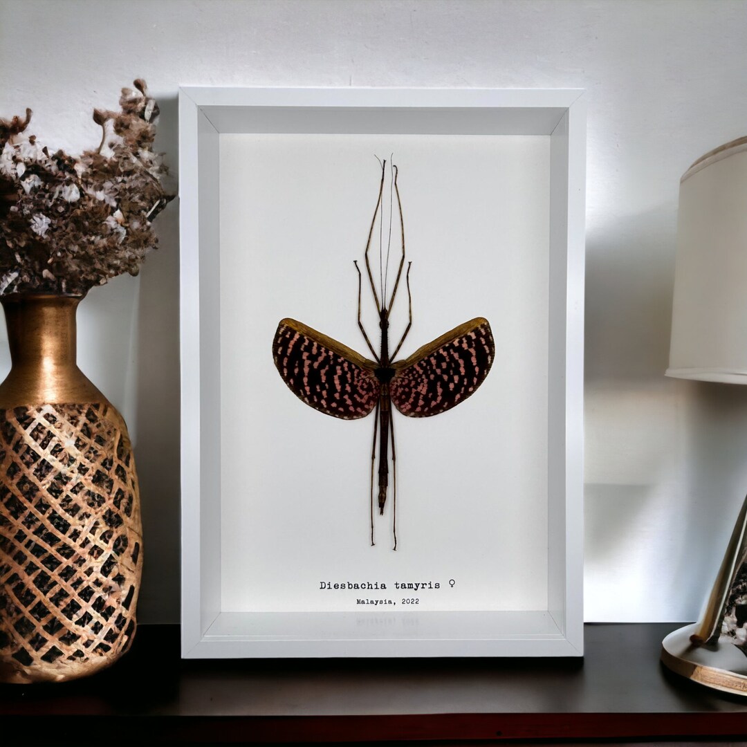 The Pink Walking Stick Frame diesbachia Tamyris Shadow Box
