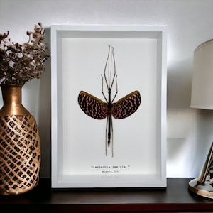 The Pink Walking Stick Frame (Diesbachia tamyris) Shadow Box, Professionally Mounted Entomology Display Piece