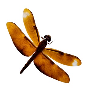 Fulvous Forest Skimmer Libélula (Neurothemis fulvia) (F) Espécimen Indonesia Libélula Insecto, Suministros de Arte Artesanía